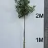 prunuslustree 2.5-3 m buy online UK.