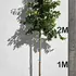 prunuslustree 2.75-3.25 m buy online UK.