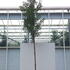 prunuslustree 3-3.5 m buy online UK.