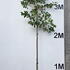 prunuslustree 2.9-3.2 m buy online UK.