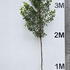prunuslustree 3.5-4 m buy online UK.
