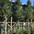 prunuslustree 3.75-4 m buy online UK.