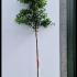Prunus Lusitanica Angustifolia Full Standard Tree 3-3.5 m buy online UK.