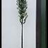 Prunus Lusitanica Angustifolia Full Standard Tree 2.5-3 m buy online UK.