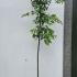 Prunus Lusitanica Angustifolia Full Standard Tree 2.5-2.75 m buy online UK.