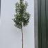 Prunus Lusitanica Angustifolia Full Standard Tree 3.75-4.25 m buy online UK.