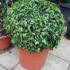 Prunus Lusitanica Angustifolia or Myrtifolia, globe shaped topiary for sale online with UK delivery.