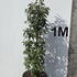 prunusluang 1.25-1.5 m buy online UK.