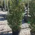 prunusluang 1.25-1.5 m buy online UK.