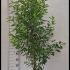 Prunus Lusitanica Angustifolia Hedging 1.25-1.50 m buy online UK.