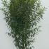 Prunus Lusitanica Angustifolia Hedging 1.5-1.75 m buy online UK.