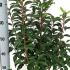 Prunus Lusitanica Angustifolia Hedging 40-50 cm buy online UK.