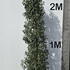 prunusluang 1.75-2 m buy online UK.