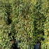 prunusluang 1.75-2 m buy online UK.
