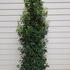 prunusluang 2-2.25 m buy online UK.