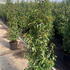 prunusluang 1.5-1.75 m buy online UK.