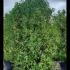 Prunus Lusitanica Angustifolia Hedging 2.5-3 m buy online UK.