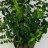 Prunus Lusitanica Angustifolia Hedging 80-100 cm buy online UK.