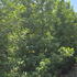 prunusluang 3-3.5 m buy online UK.