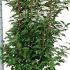 Prunus Lusitanica Angustifolia Hedging 60-80 cm buy online UK.