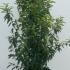 Prunus Lusitanica Angustifolia Hedging 1-1.25 m buy online UK.