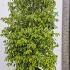Prunus Lusitanica Angustifolia Hedging 2.5-3 m buy online UK.