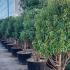 Prunus Lusitanica Angustifolia Hedging 1.5-1.75 m buy online UK.