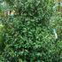 Prunus Lusitanica Angustifolia Shrubs, Buy Online UK