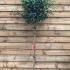 Prunus Lusitanica Topiary Full Standard Tree, for sale at Paramount Topiary Specialists, UK - for sale online