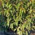Prunus Lusitanica Myrtifolia Globes 40-50 cm buy online UK.