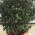 Prunus Lusitanica Myrtifolia Globes 50-60 cm buy online UK.