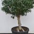 Prunus Lusitanica - Portuguese Laurel Topiary Tree 1.2-1.3 m buy online UK.