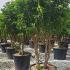 Prunus Lusitanica - Portuguese Laurel Topiary Tree 1.4-1.8 m buy online UK.
