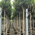 prunlt 2.2-2.6 m buy online UK.