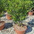 prunlt 80-100 cm buy online UK.