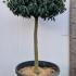 Prunus Lusitanica - Portuguese Laurel Topiary Tree 1.4-1.6 m buy online UK.