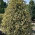 Prunus Lusitanica Variegata 2-2.25 m buy online UK.