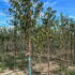 pma 3-3.5 m buy online UK.