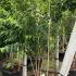 Prunus Maackii Amber Beauty Cherry 2.5-3 m buy online UK.