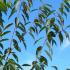 Prunus Maackii Amber Beauty Cherry is a striking deciduous tree known for its golden-bronze peeling bark, fragrant white spring flowers, and small black fruits that attract wildlife.