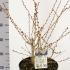 Prunus Nipponica Brillant Kurile Cherry Tree 50-60 cm buy online UK.