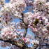 Prunus Nipponica Brillant Kurile Cherry Trees for sale online with UK delivery