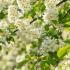 Prunus Padus - Bird Cherry is a deciduous native tree, with spectacular flowering in Spring, also known as hagberry or Mayday tree, buy online UK.