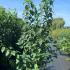 ppb 1.75-2 m buy online UK.
