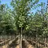 ppc 3-3.5 m buy online UK.