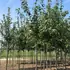 ppc 3-3.5 m buy online UK.
