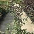 Prunus Padus Colorata Bird Cherry Tree 1.5-1.75 m buy online UK.