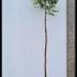 Prunus Padus Watereri Bird Cherry 3-3.5 m buy online UK.