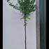 Prunus Pandora Flowering Cherry 3.5-4 m buy online UK.