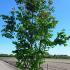 Prunus Sargentii Charles Sargent Cherry Tree 4-4.5 m buy online UK.